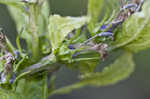 Great blue lobelia